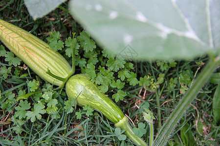 果园花朵植物上的绿色壁球农场蔬菜乡村花园叶子南瓜黄色生长食物农业图片