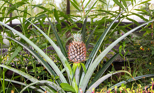 有机花园植物中新鲜的菠萝异国食物情调水果农场农业热带种植园生长绿色图片