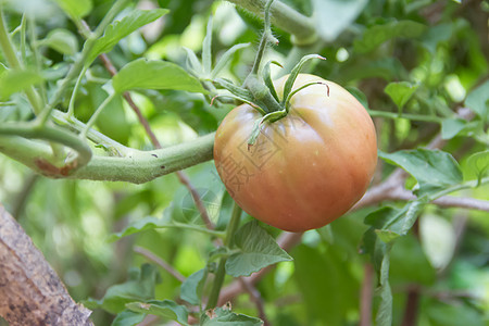 有机花园里种植番茄的种植农业生长植物温室蔬菜收成生产绿色食物农场图片