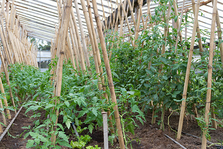 有机花园里种植番茄的种植农场蔬菜红色绿色食物温室园艺生长收成植物图片