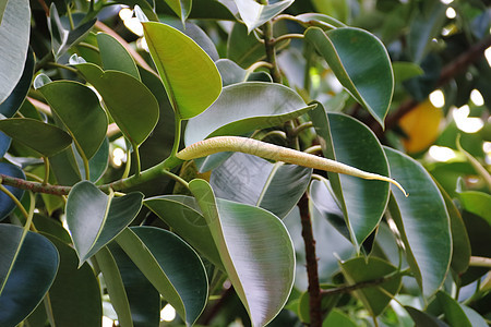 称为附生植物大绿叶的榕树反射橡皮绿色草本植物环境植物学叶子生长空气衬套图片