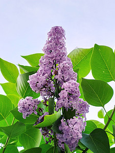 树上长着花朵花瓣植物学衬套场地花束草地紫色植物季节图片