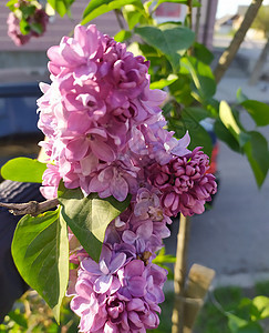 树上的花朵场地蓝色季节衬套花园叶子花束芳香树叶植物学图片