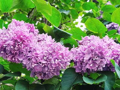 树上长着紫色植物学灌木丛草地叶子场地花朵季节花瓣花束图片