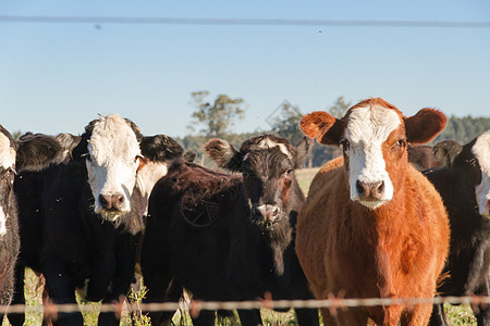 在绿色阿根廷农村放牧的奶牛数量农业农场草地农田草本植物场地白色牧场动物乡村图片