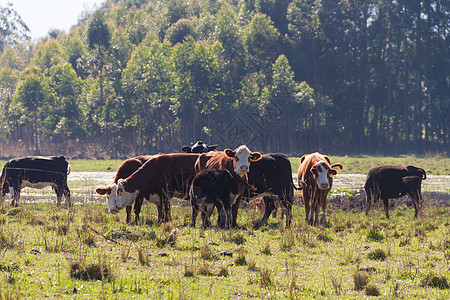 在绿色阿根廷农村放牧的奶牛数量白色动物奶制品农业草地乡村牧场哺乳动物场地牛肉图片