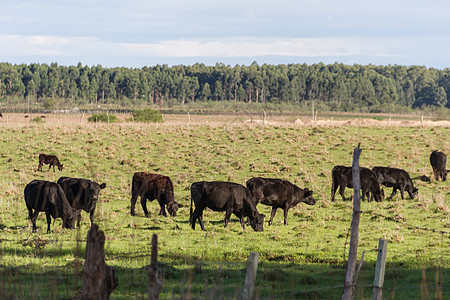 在绿色阿根廷农村放牧的奶牛数量土地草地农场场地农业牛肉奶制品动物农田森林图片