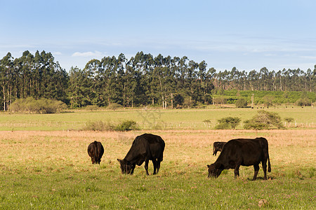 在绿色阿根廷农村放牧的奶牛数量农业动物乡村农田土地草地森林场地棕色农场图片