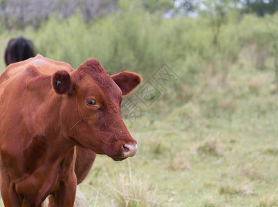 丹麦在农村省市联邦阿根廷放牧的红牛场地牛肉插图奶制品牧场农田牛奶哺乳动物女性农业图片