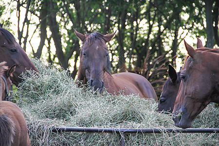 在阿根廷农村的马匹中棕色哺乳动物荒野马术场地动物鬃毛白色农场黑色图片