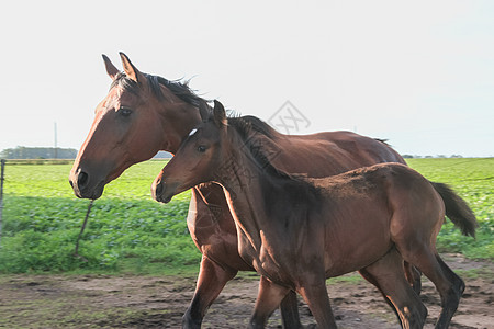 在阿根廷农村的马匹中黑色天空鬃毛哺乳动物棕色马术荒野场地白色动物图片