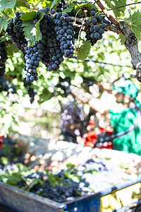 工人采摘红葡萄葡萄园藤蔓植物季节农场栽培酿酒师酿酒农民农业图片