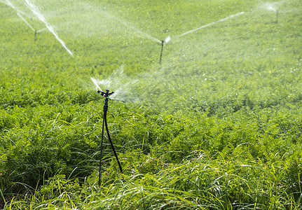 用胡萝卜浇水的种植园 灌溉喷洒器装在大的c水样园艺蔬菜环境场地管子管道洒水器生长栽培图片