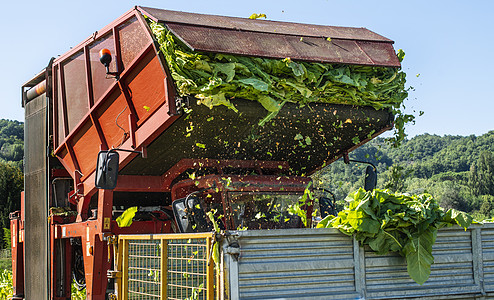 把烟草叶装在卡车上树叶种植园机器运输农业场地叶子烟叶物流收成图片
