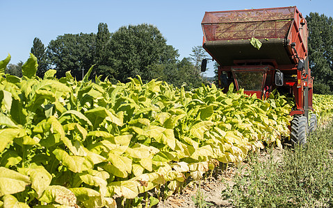 使用收割机拖拉机收获烟草叶烟叶树叶农业机械种植园场地黄色绿色土地农田图片