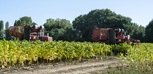使用收割机拖拉机收获烟草叶植物种植园土地机械生长叶子场地绿色农田黄色图片