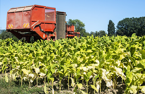 使用收割机拖拉机收获烟草叶黄色农村树叶场地种植园植物土地收成机械农业图片