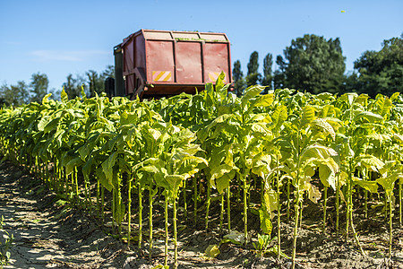 使用收割机拖拉机收获烟草叶植物黄色农村生长叶子收成机械农业场地土地图片