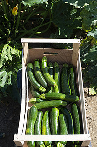 在工业农场里采摘 木制箱装锌送货生长园艺食物农业蔬菜生产收成场地生物图片