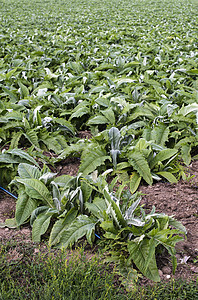 Artikeok工业种植园文化收成植物食物农村农场乡村场地农业叶子图片