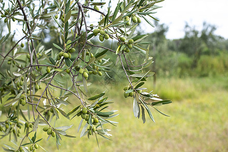 橄榄树关上 橄榄枝加橄榄食物健康收成背景叶子绿色树林黑色花园植物图片