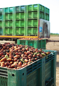 罐头的番茄 农地和有西红柿的箱子篮子罐装市场园艺蔬菜农业红色拖拉机植物运输图片