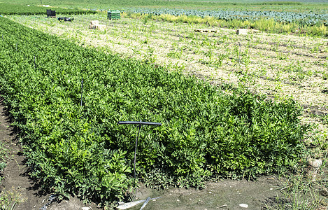 在种植园种植芹菜 排成一排的芹菜板条箱食物园艺绿色生长栽培农田农业植物叶子图片