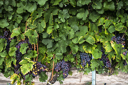 红葡萄本底食物收成生长农业栽培葡萄园水果叶子酒厂绿色图片