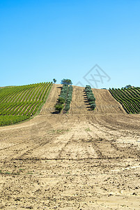 意大利的橄榄树和葡萄园 橄榄和葡萄酒农场藤蔓旅行场地农家农村种植园收成农田爬坡农业图片