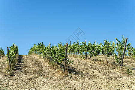 山上各处的葡萄园场地风景农业国家乡村爬坡丘陵绿色农村农田图片