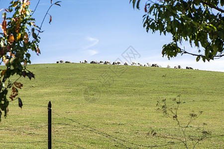 一群牛群在山上放牧草地 三个树枝在前农庄上图片