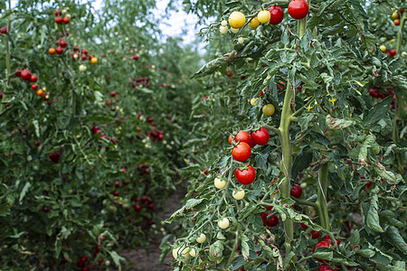温室小西红柿农业红色衬套园艺收成植物生长花园农场蔬菜背景图片