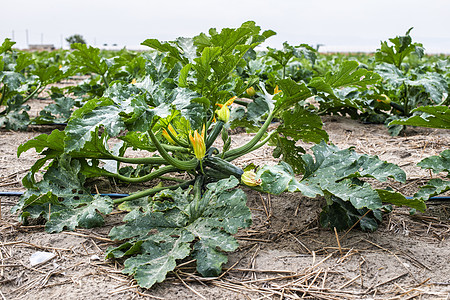 Zucchini在现场特写壁球园艺水果花园叶子收成黄色土壤生长绿色图片