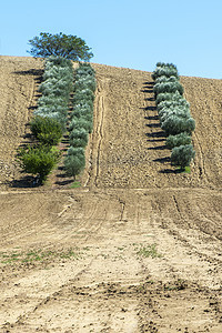 意大利的橄榄树和葡萄园 橄榄和葡萄酒农场农家花园丘陵国家酒厂旅行植物树木农业农村图片