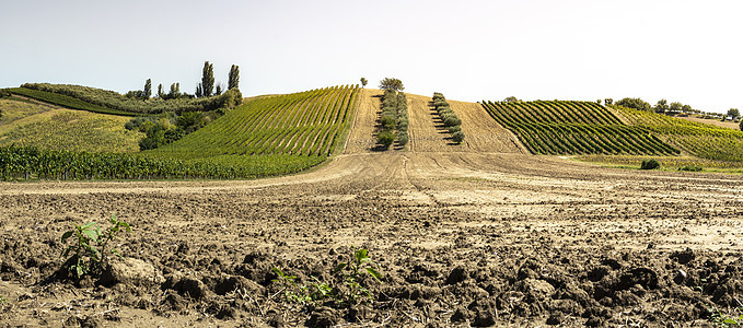 意大利的橄榄树和葡萄园 橄榄和葡萄酒农场农村国家植物酒厂树木花园农家农田天空丘陵图片