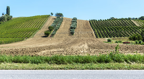 意大利的橄榄树和葡萄园 橄榄和葡萄酒农场植物场地农家树木藤蔓酒厂花园农业旅行农村图片