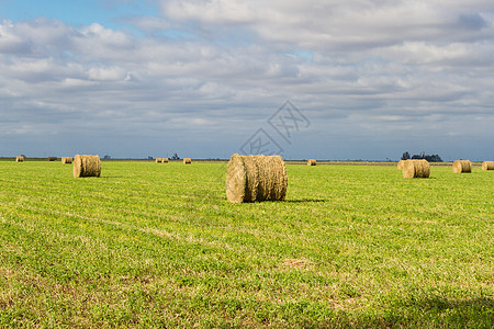 夏季在田地销售的紫花乡村绿色农场干草场地场景稻草生态农业天空图片