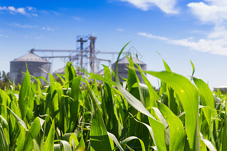 种植玉米和背景中非重点突出的筒仓小麦乡村粮食大豆建筑植物农作物收成技术场地背景图片