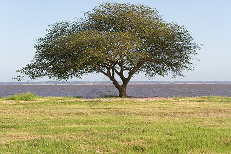联邦直辖州里奥斯罗根蒂纳市河岸的夏季风景阿根廷蓝色旅行森林旅游女士反射树木城市绿色太阳图片