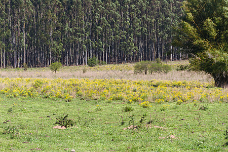 阿根廷乡村景观 绿黄花牛和溪流的绿色黄花草树荫影农场花朵农业牛肉家畜小麦牧场奶牛图片