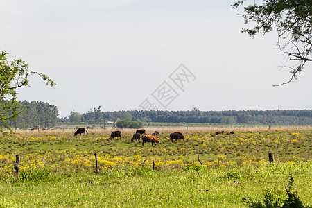 阿根廷乡村景观 绿黄花牛和溪流的绿色黄花草树荫影牛肉农业奶牛花朵农场家畜小麦牧场图片
