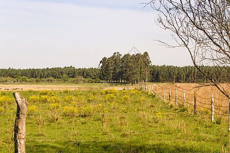阿根廷乡村景观 绿黄花牛和溪流的绿色黄花草树荫影农场牛肉农业花朵小麦牧场家畜奶牛图片