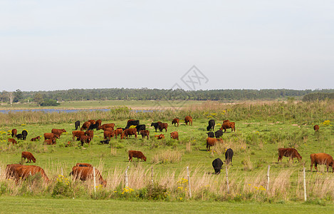 阿根廷乡村景观 绿黄花牛和溪流的绿色黄花草树荫影牧场农业牛肉家畜农场花朵奶牛小麦图片