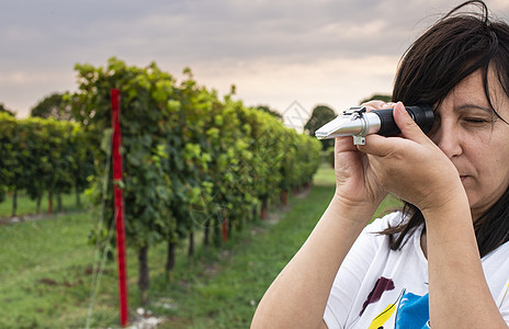 在葡萄园中测量葡萄豆 女农民测量葡萄泥乐器化学成熟度测试酒厂专注物品藤蔓农业酒商图片