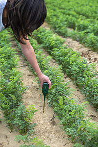 使用数字设备测量土壤 绿色植物和女农民监控水培花园植物样品酸度地面种植园控制测试员图片