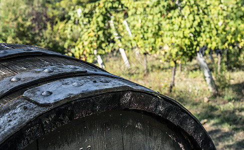 葡萄园在意大利山丘上排成一排木桶藤蔓酒厂乡村旅行商业老化饮料农业生产图片