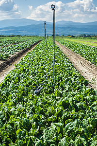 菠菜农场 野外有有机的菠菜叶环境播种饮食生长生产花园农业栽培食物土地图片