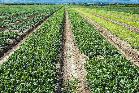 菠菜农场 野外有有机的菠菜叶生物花园生产植物环境饮食种植园栽培青菜农业图片