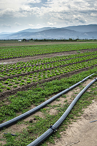 种植农业用地和自来水管道种植园植物抽水环境农场洒水器塑料乡村灌溉土地图片