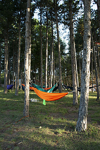 林子里的树上挂着吊床 森林里阳光照耀的早晨绿色野营季节旅游潮人太阳阳光树木营地假期图片
